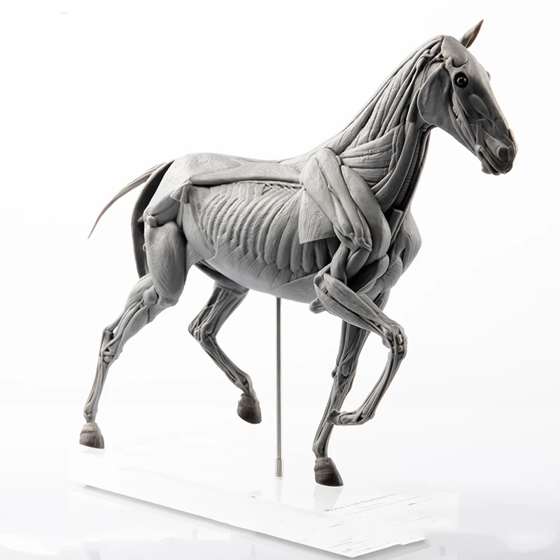 Resin Art Decoration Items - EVOLABORATORY Modello di Anatomia Muscolare del