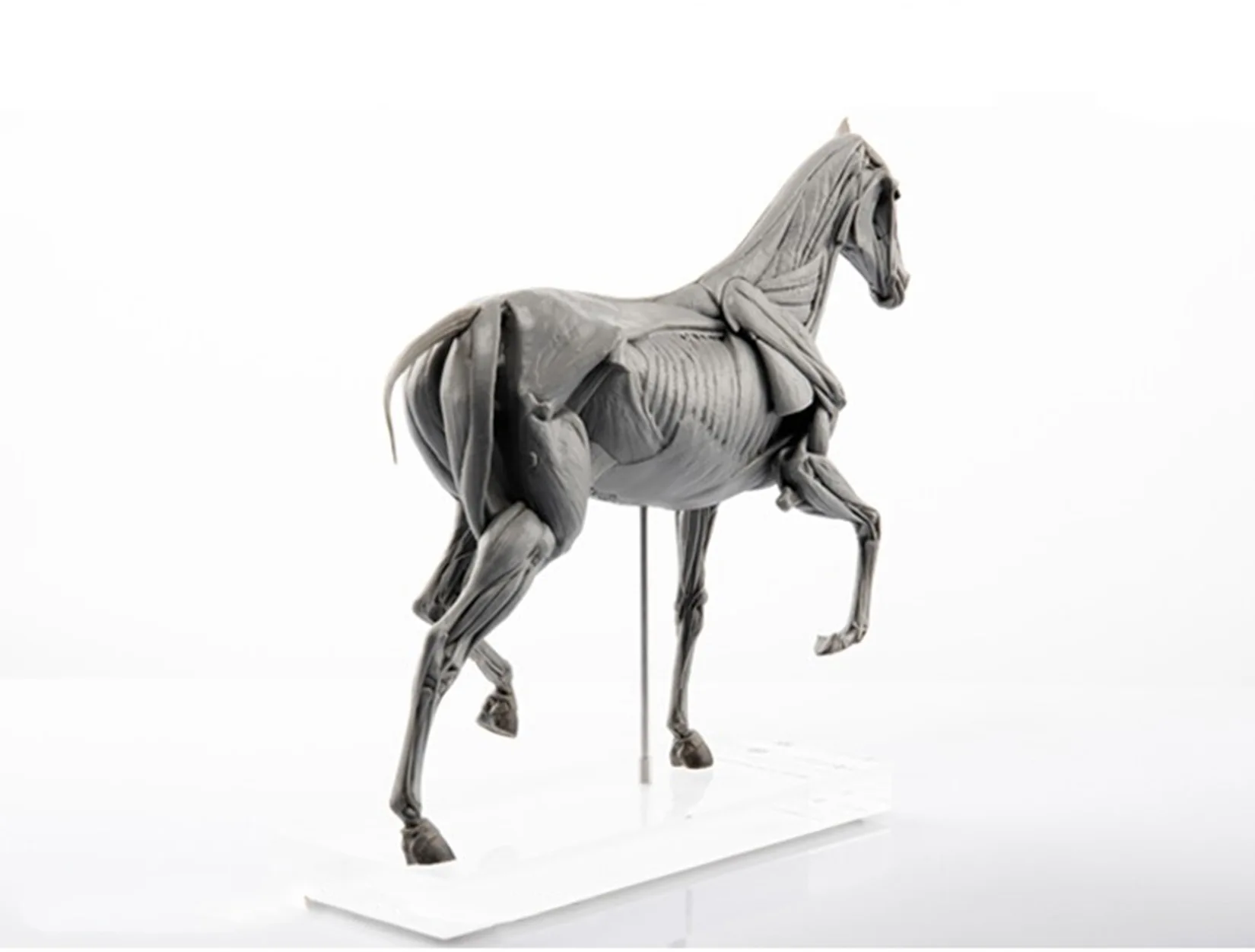 EVOLABORATORY Modello di Anato - Resin Art Decoration Items recensione e prezzo