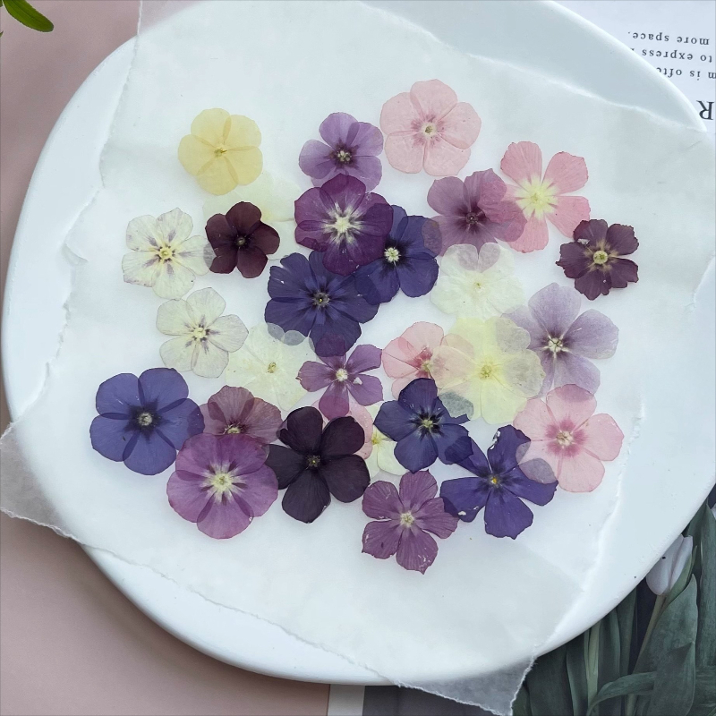 12 pezzi, fiori secchi pressat - Resin Art Case recensione e prezzo