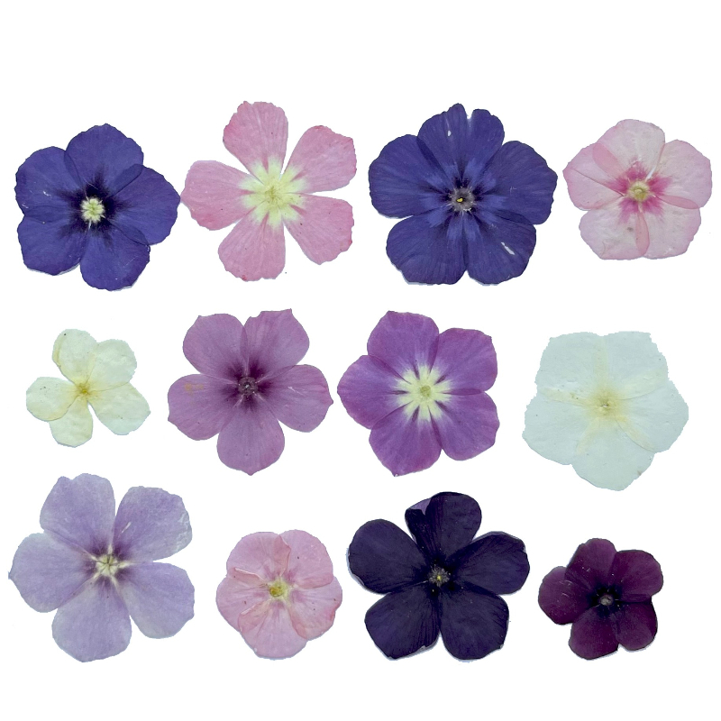 12 pezzi, fiori secchi pressat - Resin Art Case recensione e prezzo